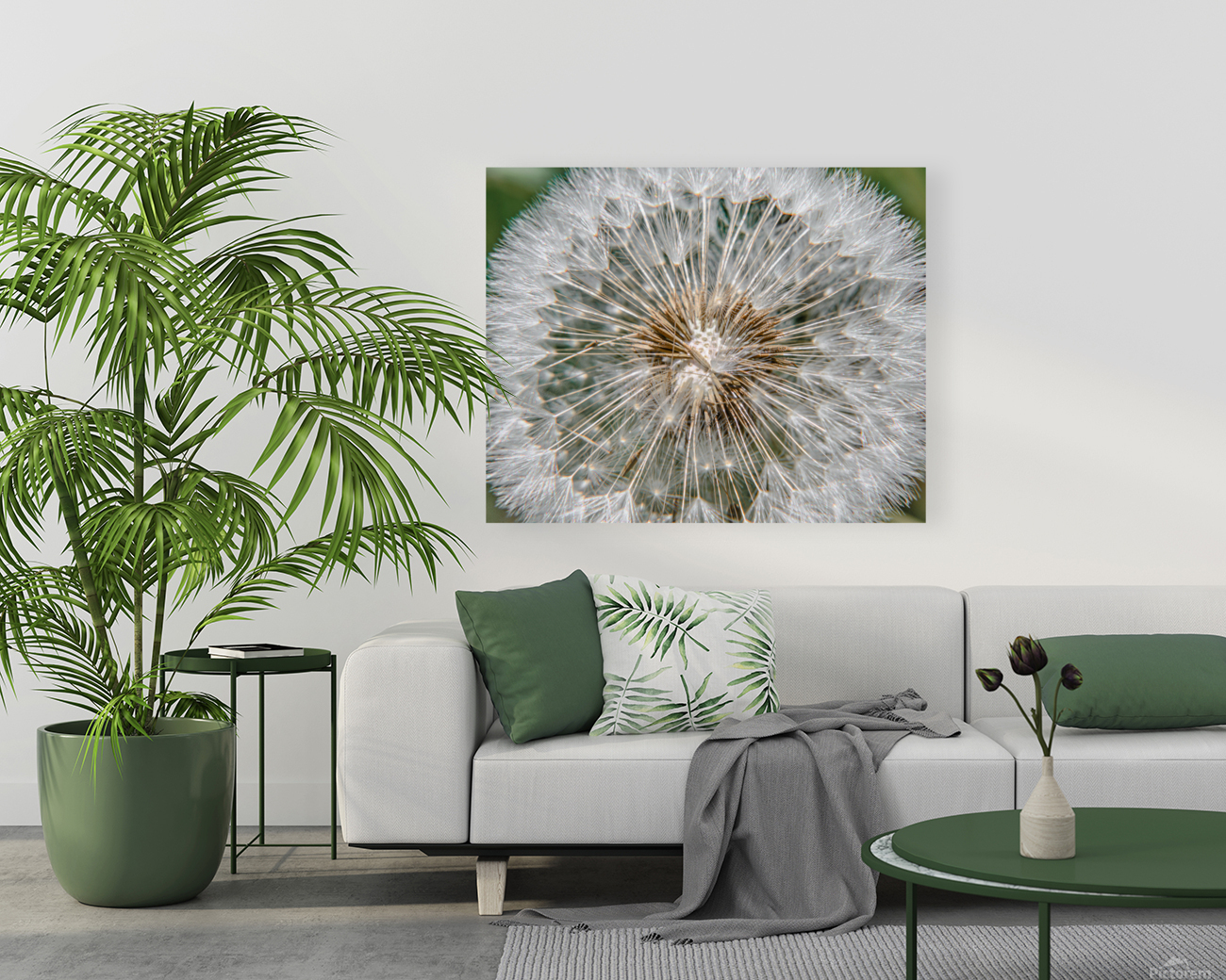 Dandelion seed head Reproduction