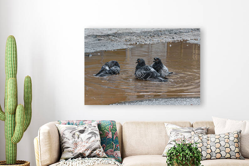 The pigeons take a bath by Vedad Ceric