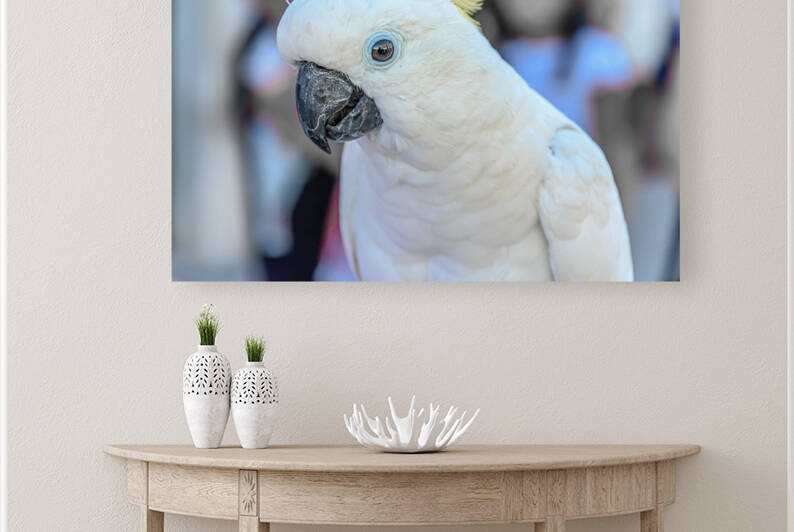  Sulphur-crested cockatoo by Vedad Ceric