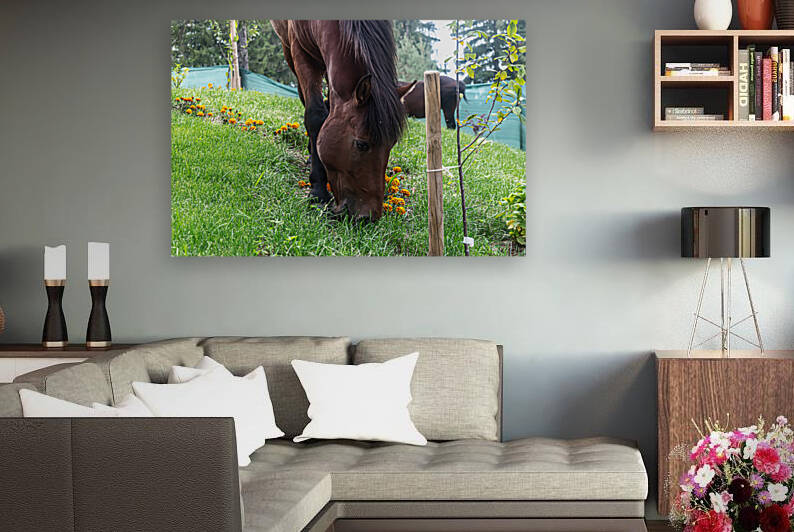 A wild horse grazes the flowers by Vedad Ceric