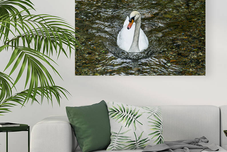 White swan swimming by Vedad Ceric