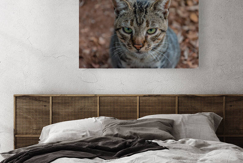 Cats dangerous look by Vedad Ceric