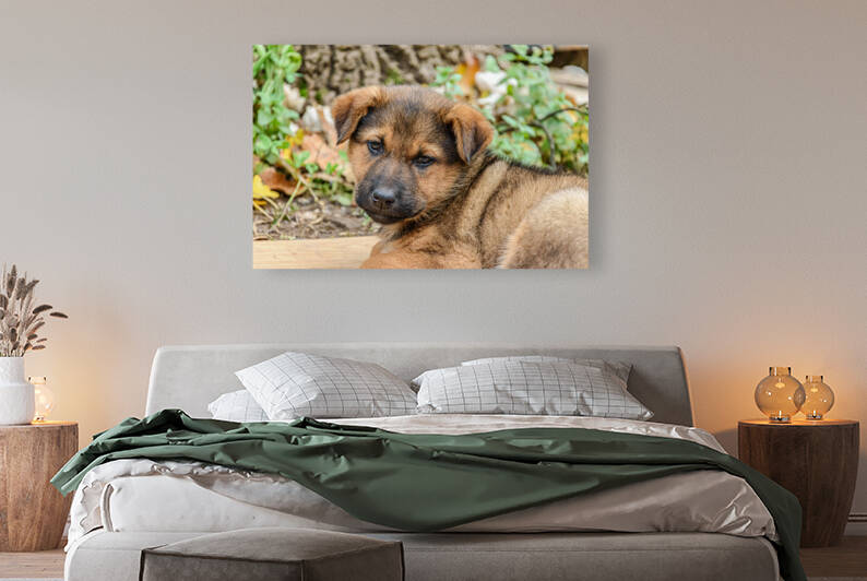 Brown puppy head Reproduction