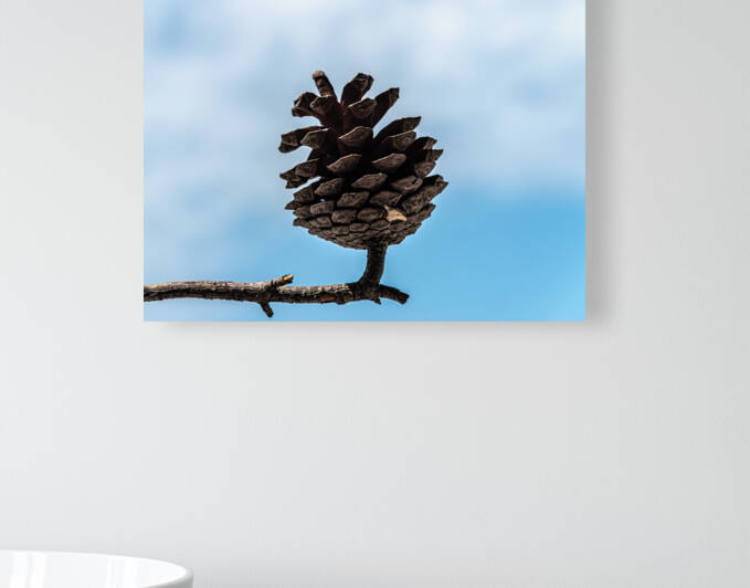 Conifer cone by Vedad Ceric