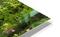 Tree alley HD Metal print