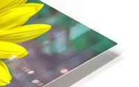 Sunflower HD Metal print