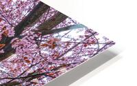 Cherry Plum Trees HD Metal print