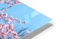 Cherry plum blooming HD Metal print