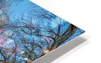 Cherry plum blooming HD Metal print