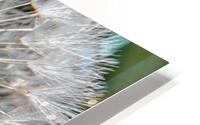 Dandelion seed head HD Metal print