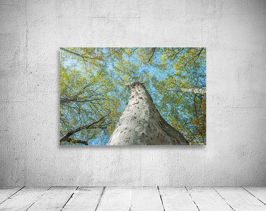 Under the tree Wall Preview