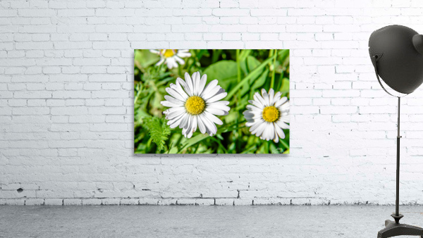 Bellis Wall Preview