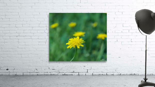 Hawkweed Wall Preview