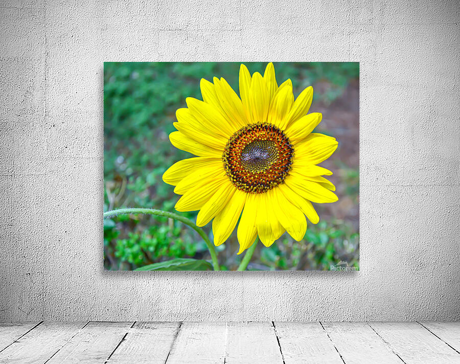 Sunflower Wall Preview