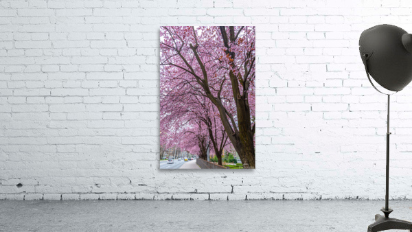 Cherry Plum Trees Wall Preview