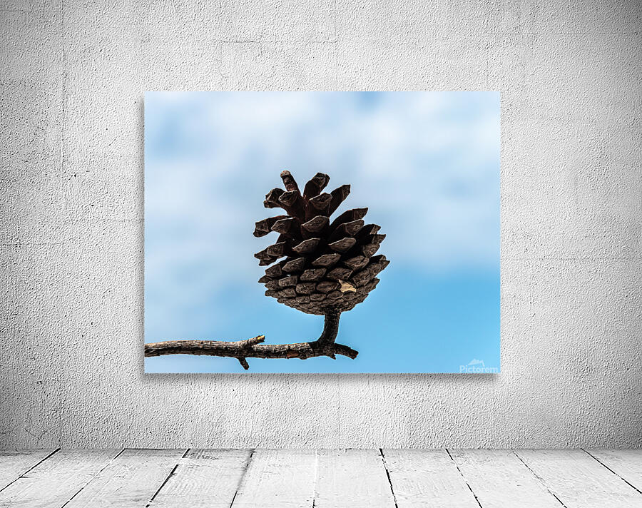 Conifer cone Wall Preview