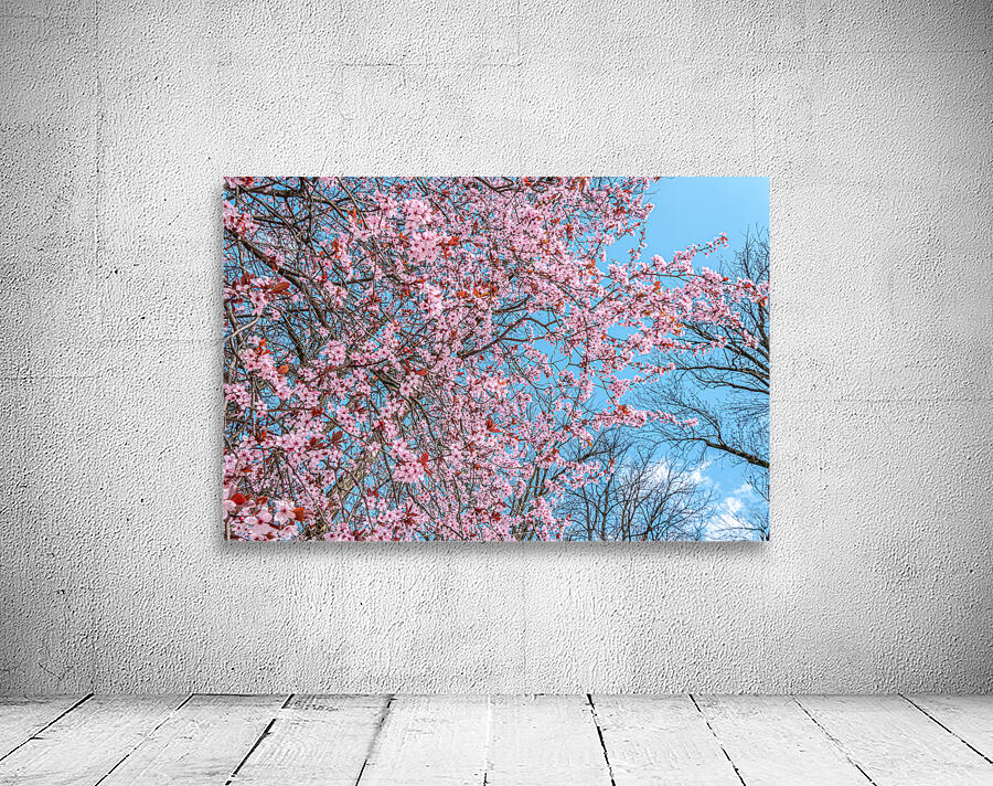 Cherry plum blooming Wall Preview