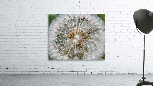 Dandelion seed head Wall Preview