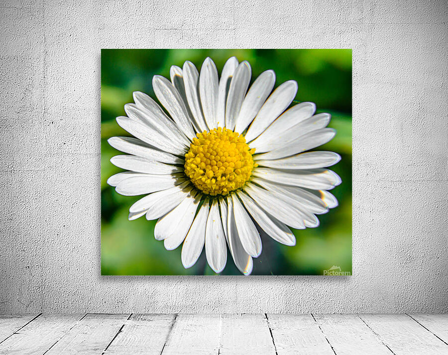Bellis Wall Preview