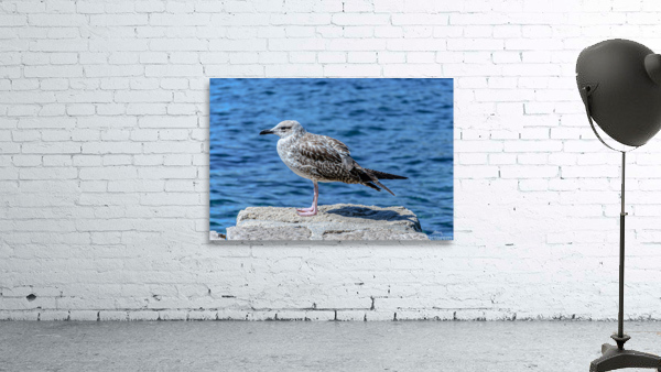 Seagull standing Wall Preview
