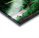 Moss Among Sequoia Acrylic print