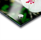 White Hibiscus Acrylic print