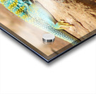 Collared Lizard Leaping Acrylic print