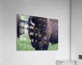 Bison Acrylic Print