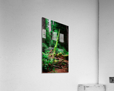 Moss Among Sequoia Acrylic Print