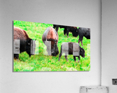 Buffalo on Green Acrylic Print