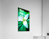 Trillium Acrylic Print