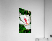 White Hibiscus Acrylic Print