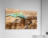 Collared Lizard Leaping Acrylic Print