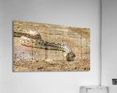 Bullsnake Acrylic Print