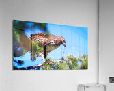 Preditor Acrylic Print