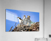 Threes Company Acrylic Print