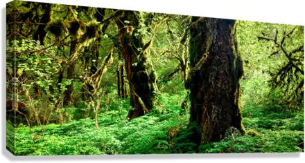 Growing in Green Canvas Print