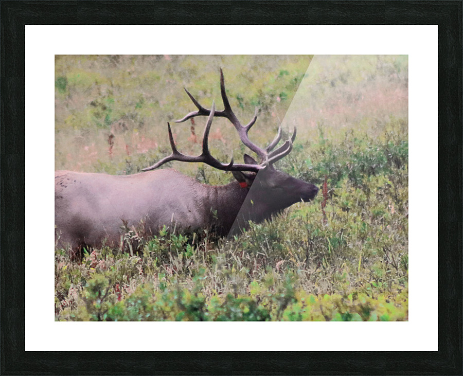 Grazing Elk Picture Frame print