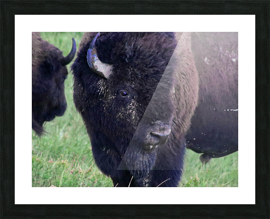 Bison Picture Frame print