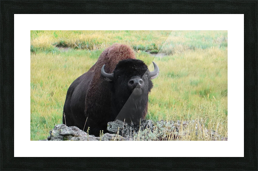 Mateing Call Picture Frame print