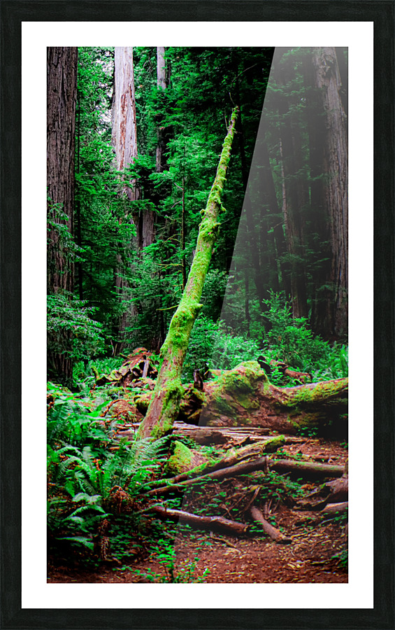 Moss Among Sequoia Picture Frame print