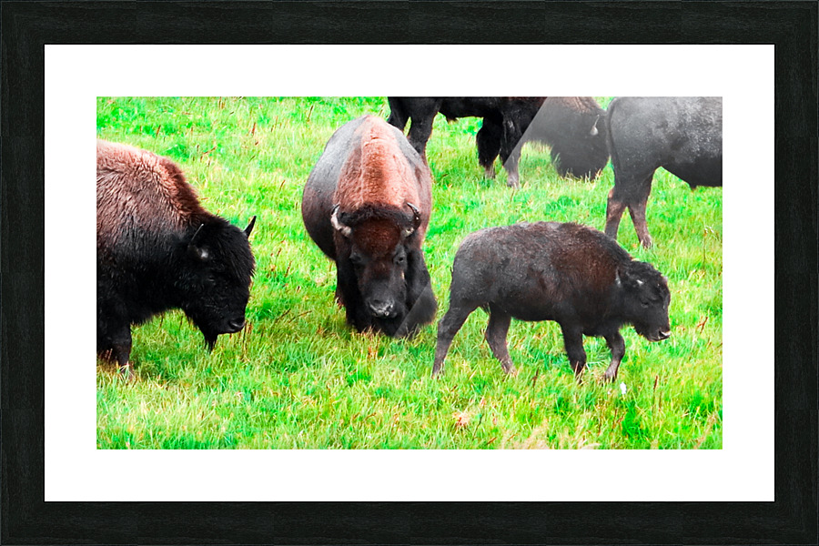 Buffalo on Green Picture Frame print