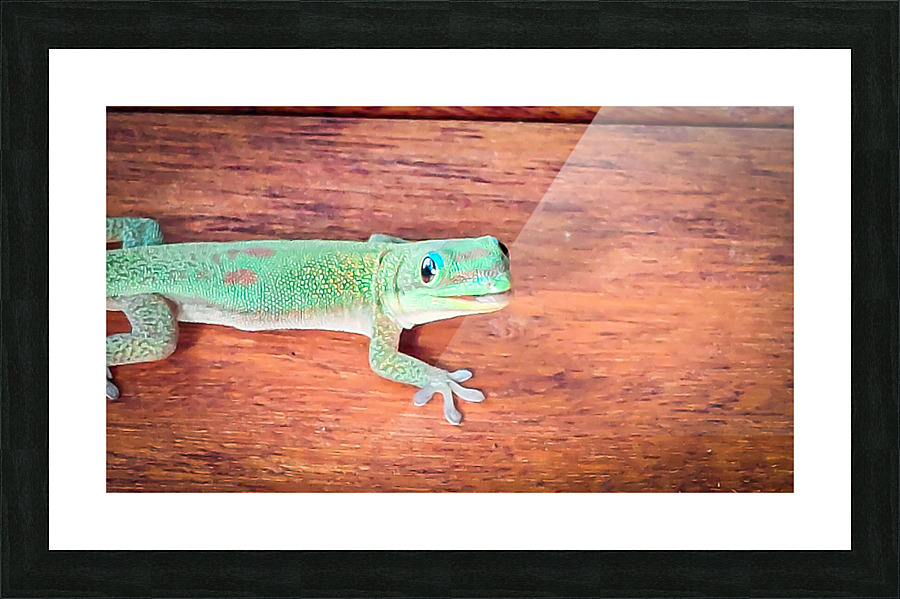 Day Gecko Picture Frame print