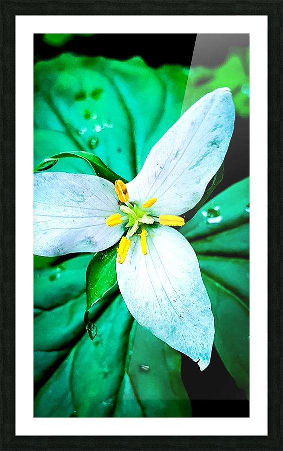 Trillium Picture Frame print