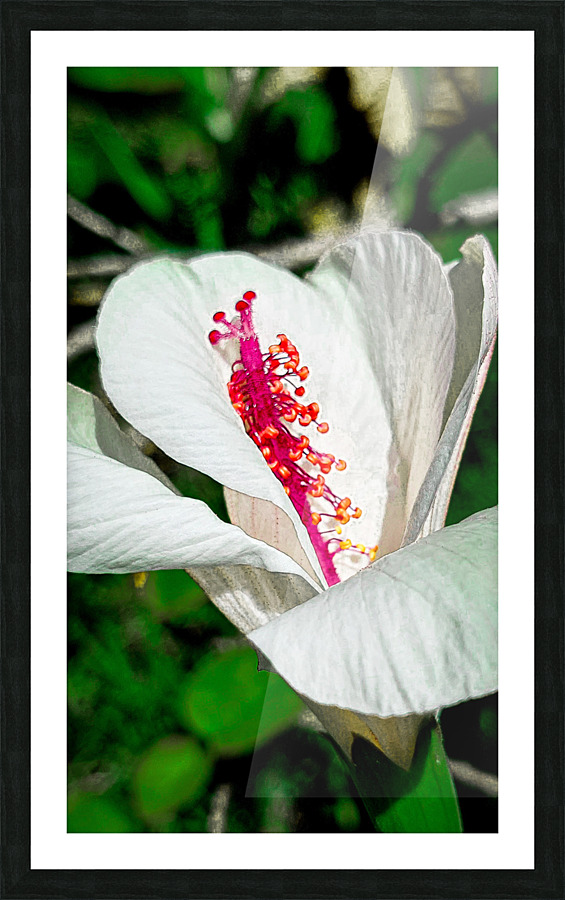 White Hibiscus Picture Frame print