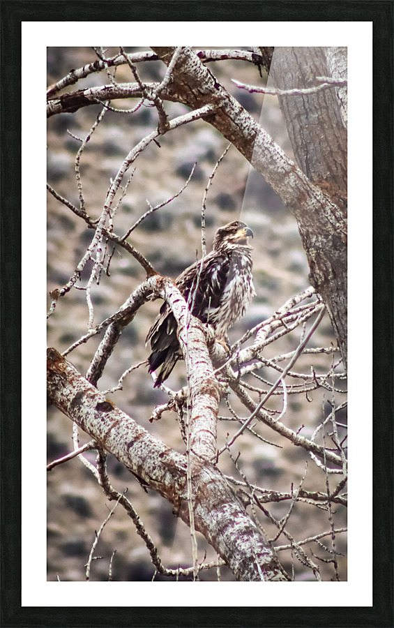 Juvinal Eagle perched Picture Frame print