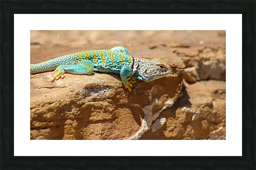 Collared Lizard Leaping Picture Frame print