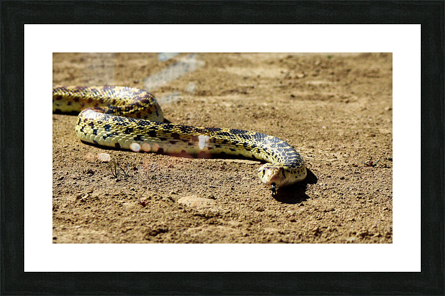 Bullsnake Picture Frame print