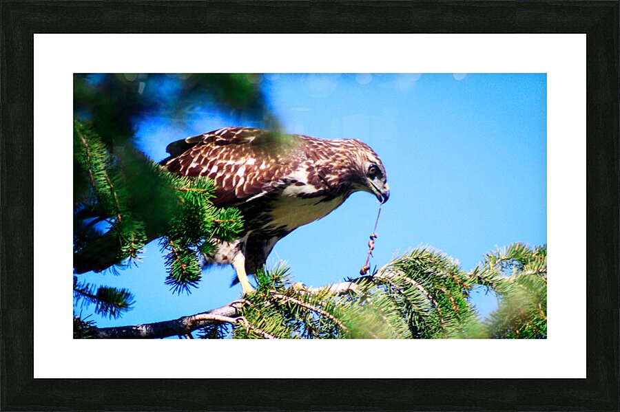 Preditor Picture Frame print