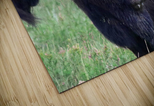 Bison BG Nick puzzle